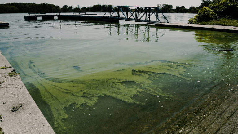CALL FOR TENDERS ON ALGAE AND CLIMATE