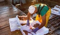 Mediterranean and Black Sea fisheries are turning the corner on overexploitation