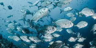 OCEAN HEALTH - EXPRO+