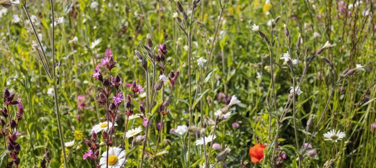Nature and Biodiversity (LIFE)