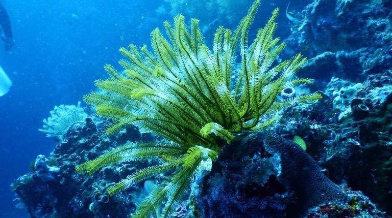 Observing and mapping biodiversity and ecosystems, with particular focus on coastal and marine ecosystems