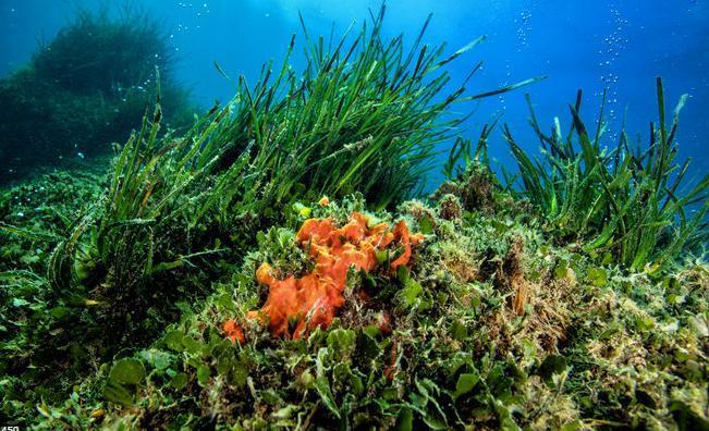 European Blue Parks – Protection and restoration solutions for degraded coastal and marine habitats