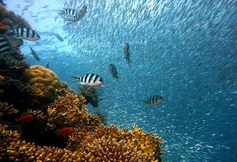 Integration of biodiversity monitoring data into the Digital Twin Ocean