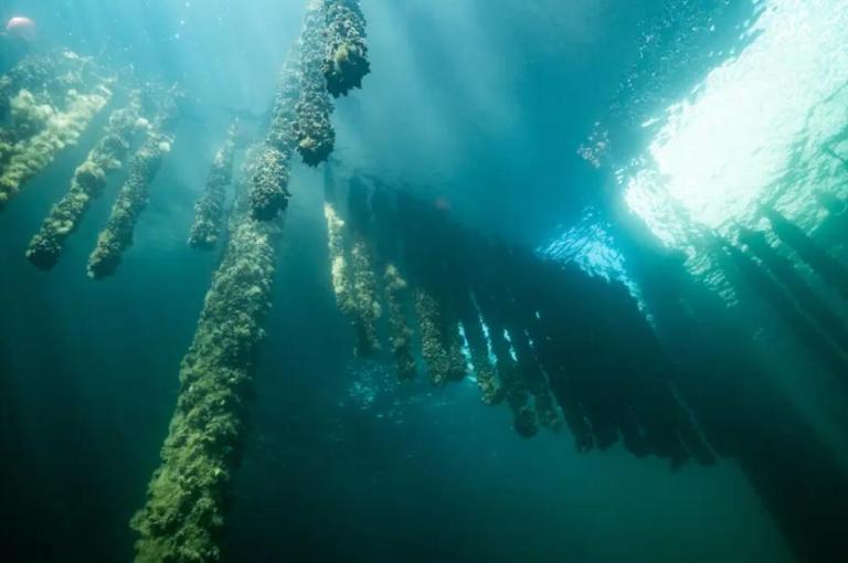 Towards local community-driven business models: regenerative ocean farming